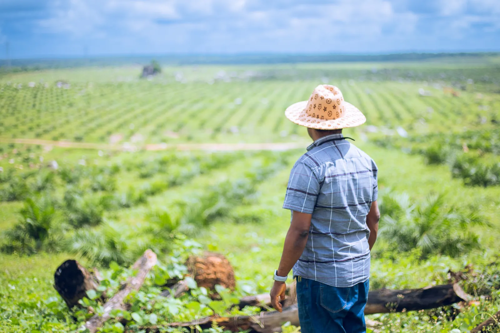 Aerial view of JB Farms oil palm plantation and facility
