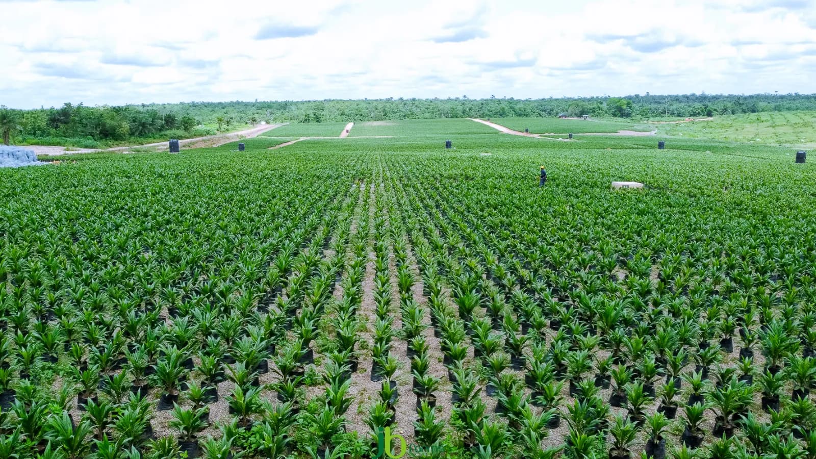 Aerial view of neatly organized oil palm rows