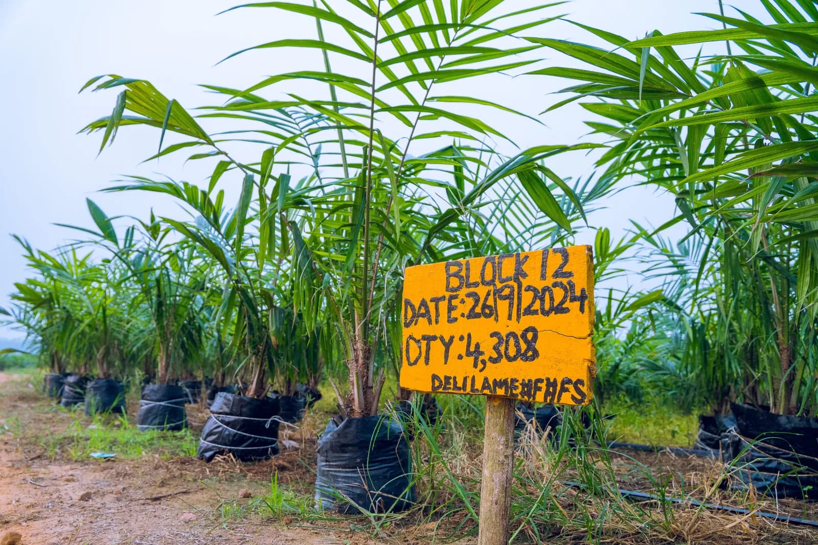 Plantation field with identification sign