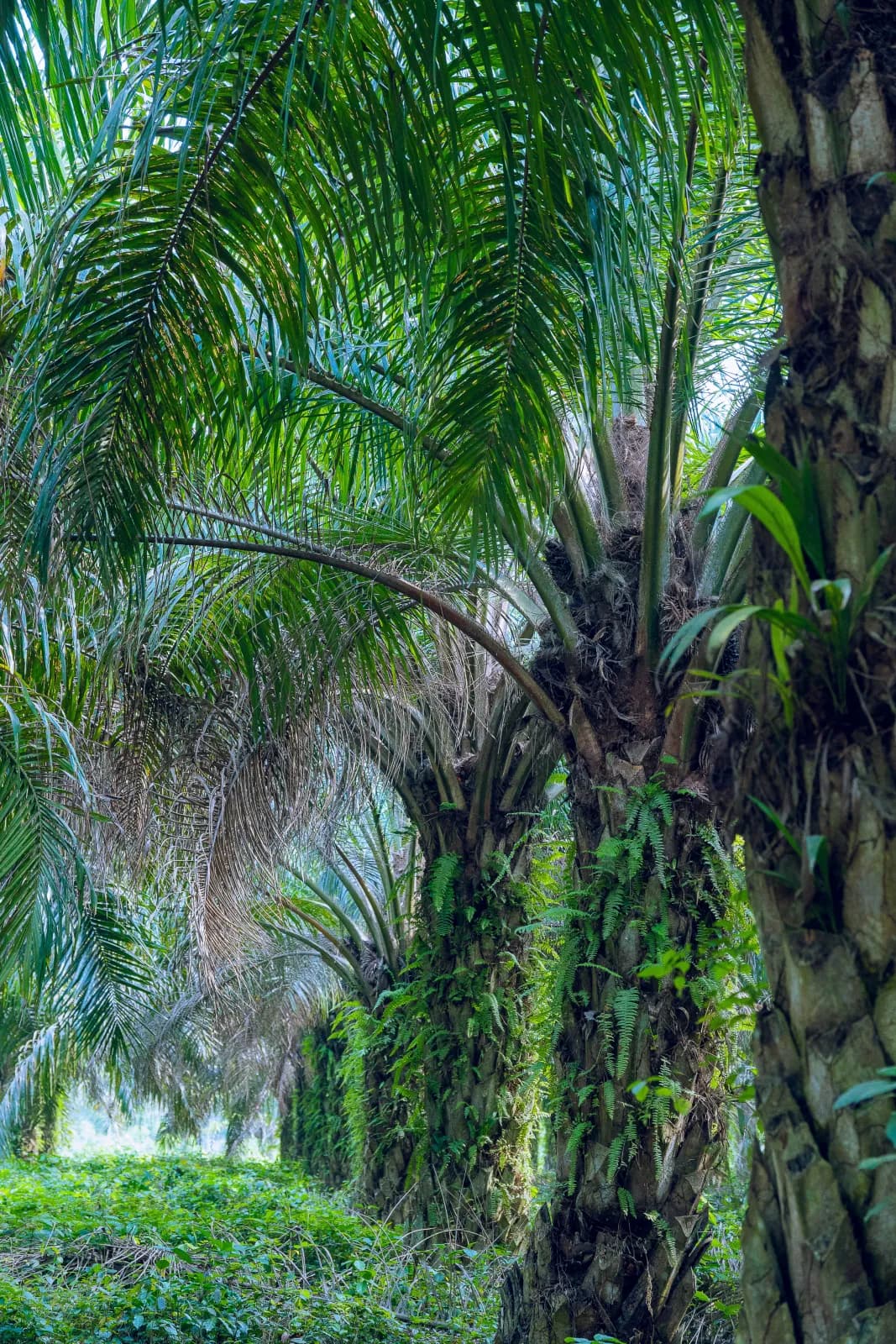 Lush oil palm trees at JB Farms plantation