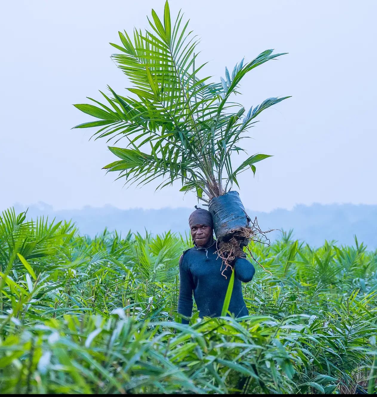 A farmer working at JB Farms plantation