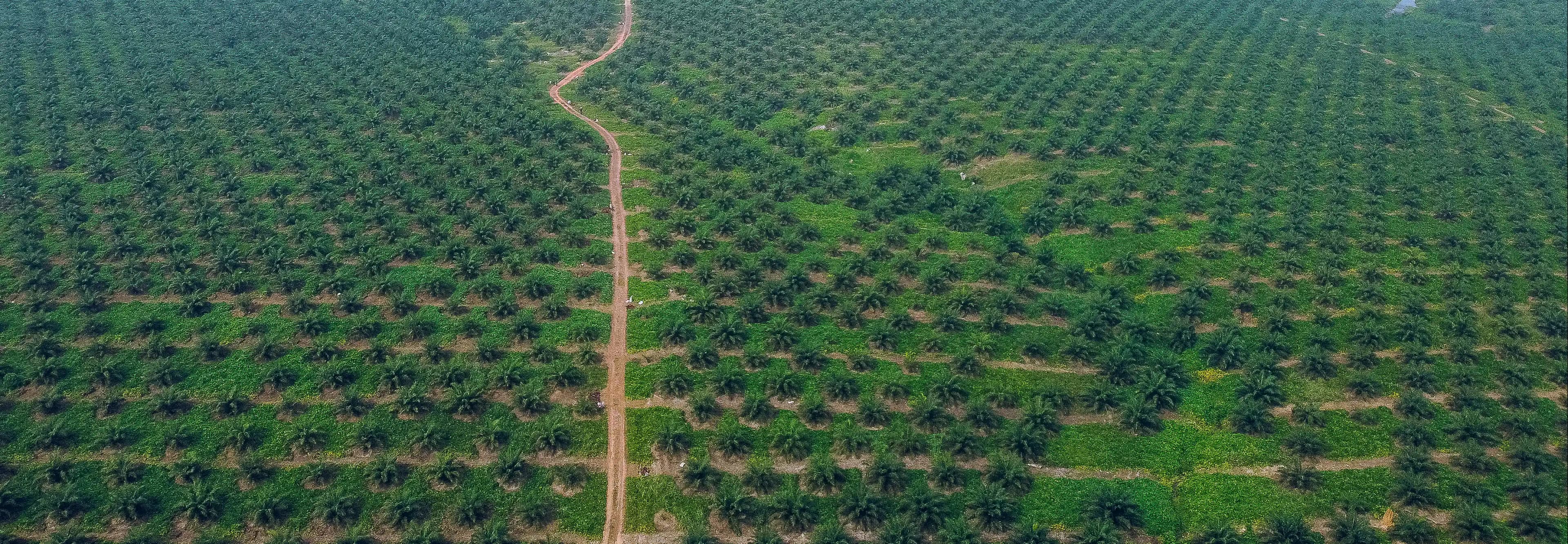 Cultivating Oil Palm Across Over
17,000 Hectares