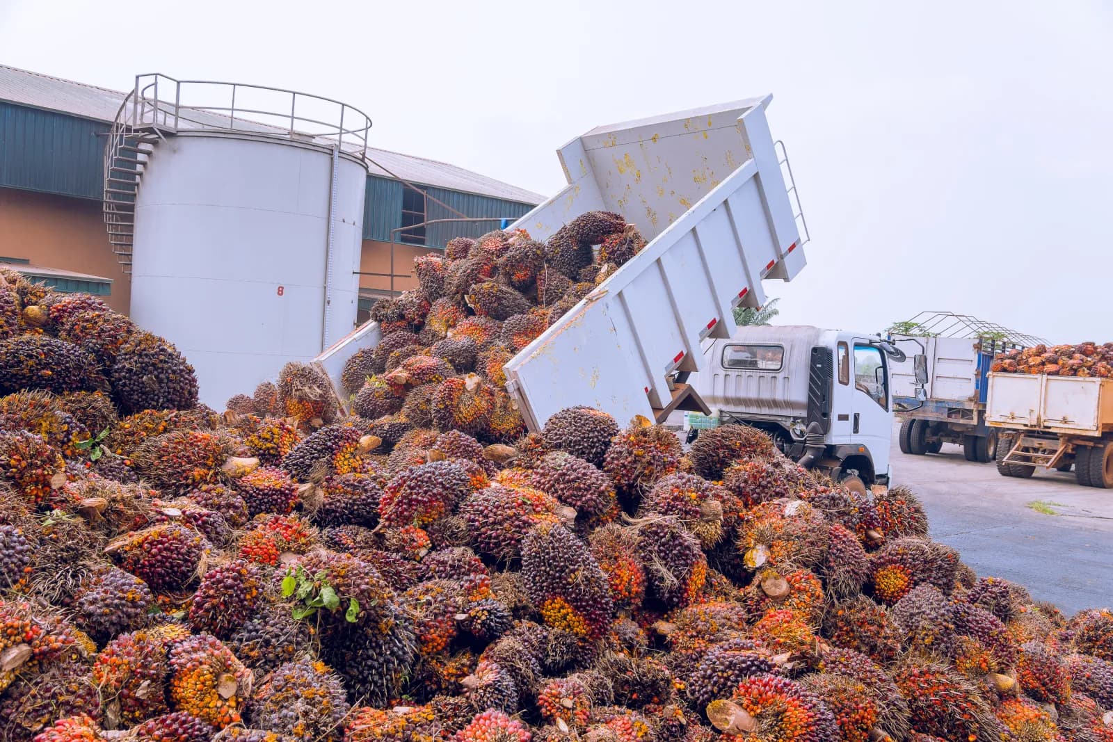 The story of JB Farms: Nigeria's fastest-growing oil palm plantation and production company