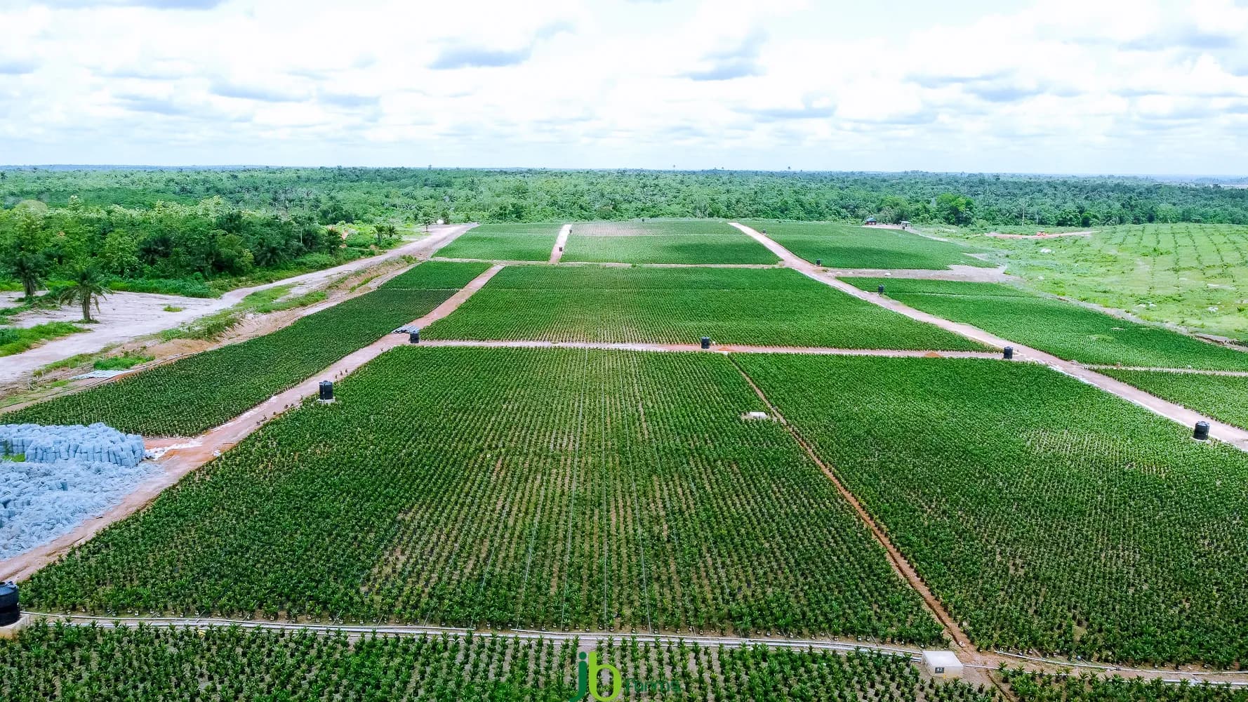 Aerial view of JB Farms plantation