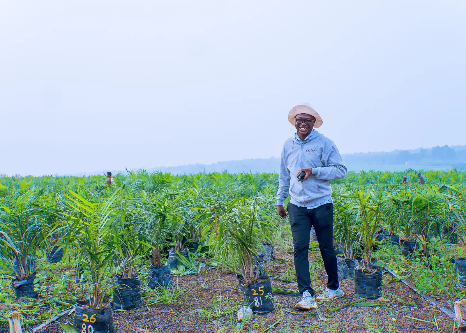 Oil palm plantation showing commitment to Nigerian agriculture