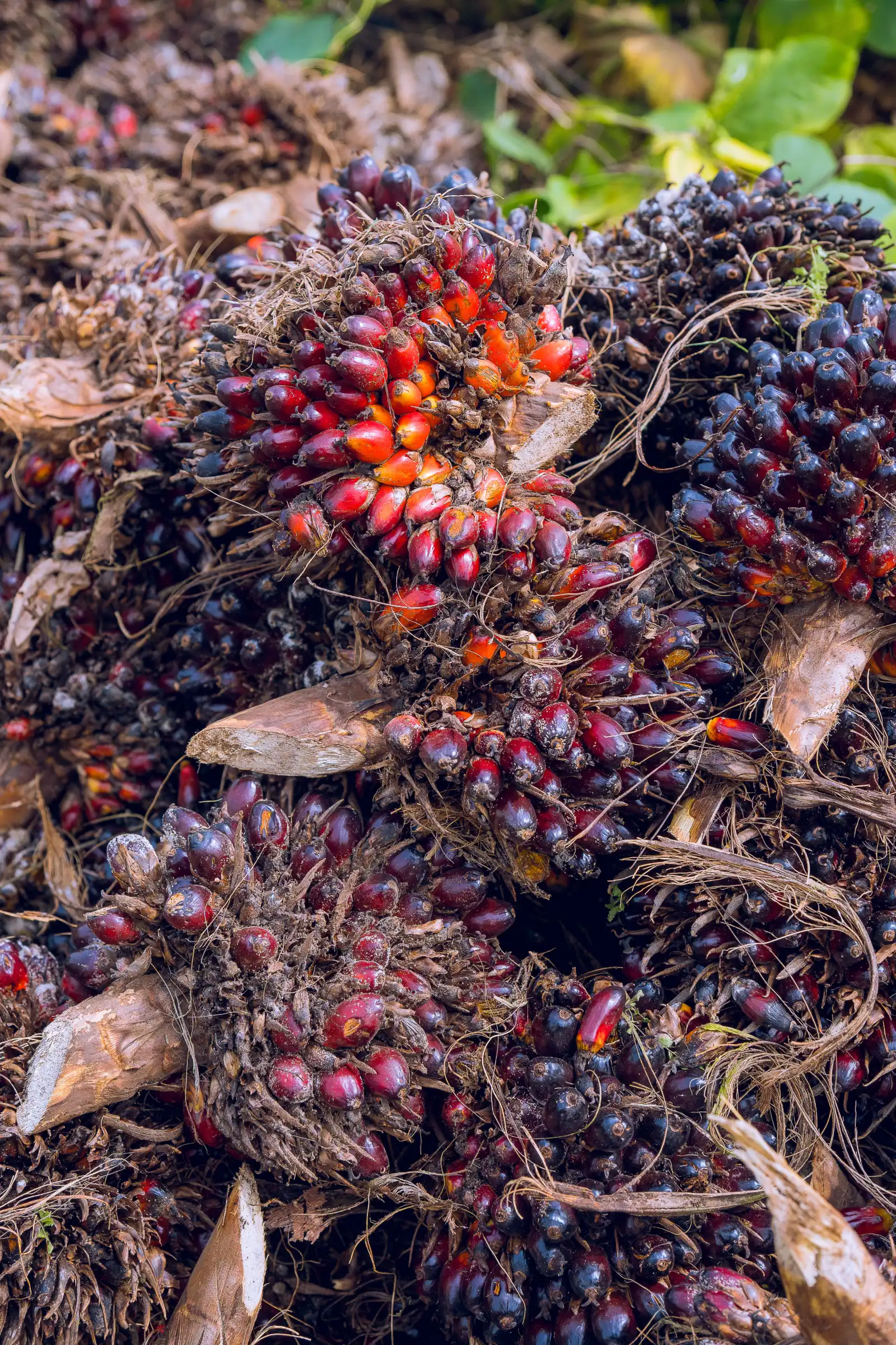Oil palm plantation in Nigeria
