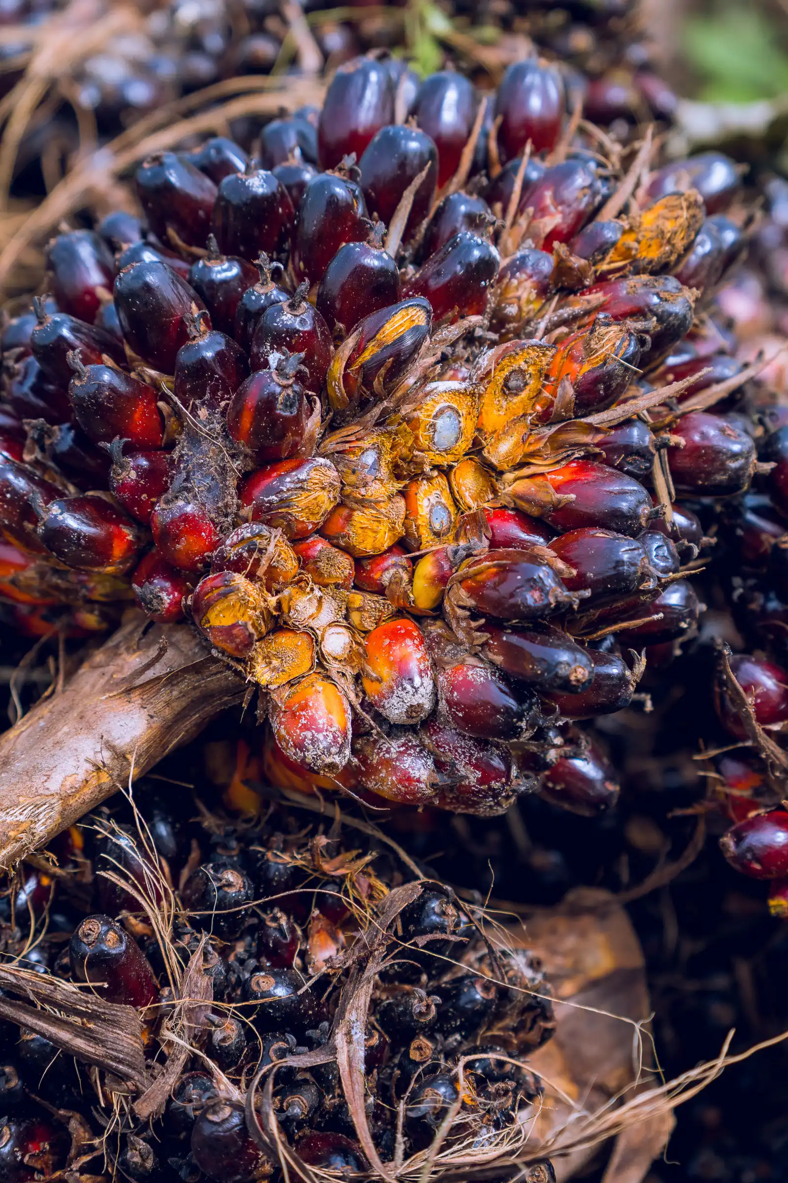 Aerial view of JB Farms oil palm plantation