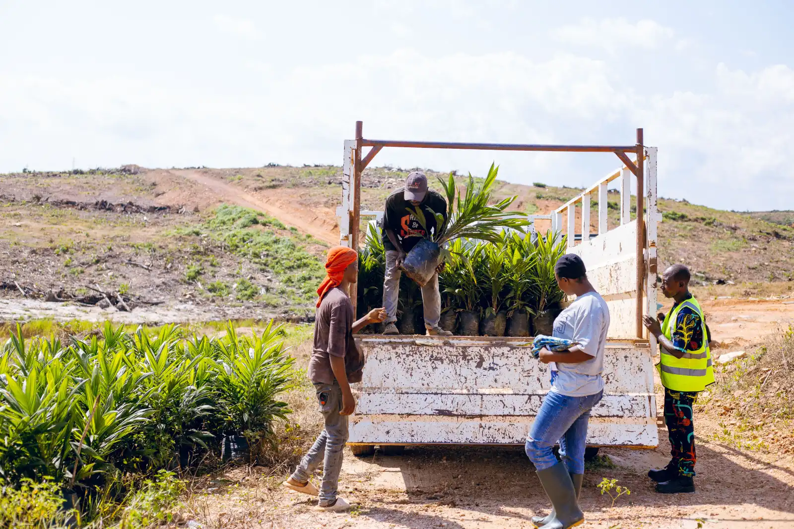 Workers harvesting oil palm fruits