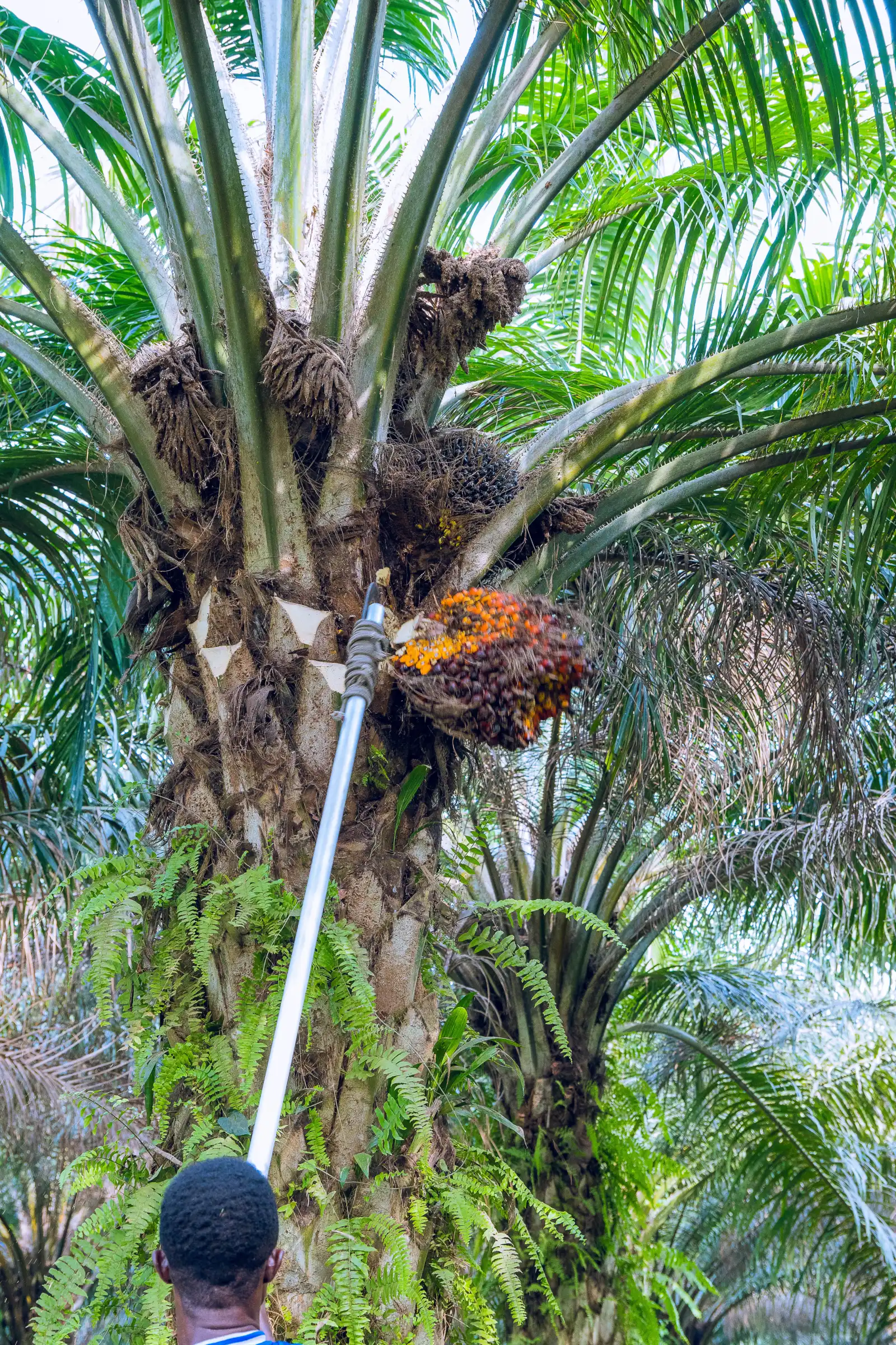 Oil palm trees in West Africa